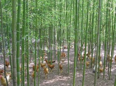 《林草产业发展规划（2021—2025年）》林规发〔2022〕14号