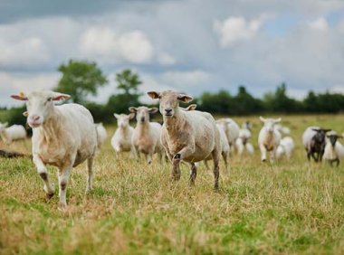 《饲料和饲料添加剂管理条例》2017年修订