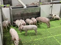 《一、二、三类动物疫病病种名录》2022年公告版