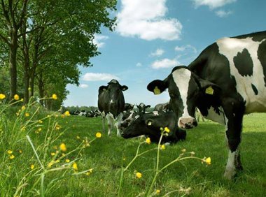 《关于实施奶业生产能力提升整县推进项目的通知》农办牧〔2022〕13号