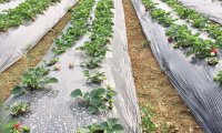 《农用薄膜管理办法》自2020年9月1日起施行