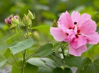 中华人民共和国植物新品种保护条例实施细则(农业部分)