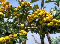 中华人民共和国植物新品种保护条例实施细则（林业部分）