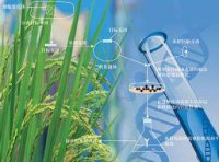 关于北京城市副中心农业产业高质量发展的实施细则（2024年12月 修订版）