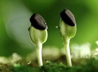 市场监管总局 农业农村部关于开展农作物种子认证工作的实施意见(国市监认证规〔2023〕5号)