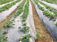 《农用薄膜管理办法》自2020年9月1日起施行