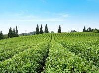 中药材种植肥料使用指导原则（T/GDATCM 0003－2021）