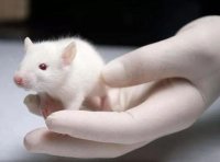 转基因动物安全评价管理办法