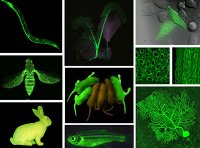 转基因微生物安全评价管理办法