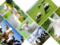 农业农村部办公厅关于建立兽药行政许可联络员制度的通知（农办牧〔2023〕27号）