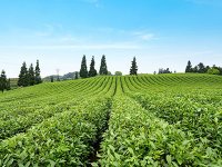 中药材种植肥料使用指导原则(T/GDATCM 0003-2021)