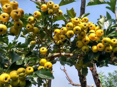 中华人民共和国植物新品种保护条例实施细则（林业部分）