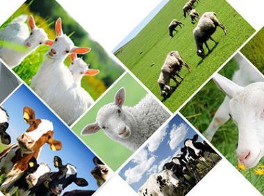 农业农村部办公厅关于建立兽药行政许可联络员制度的通知(农办牧〔2023〕27号)