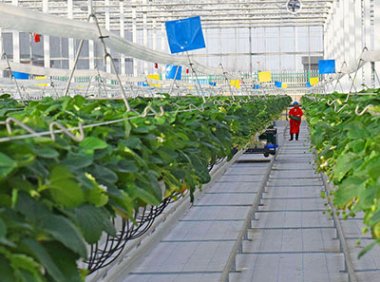 农业标准化生产实施方案（2022—2025年）