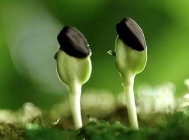 市场监管总局 农业农村部关于开展农作物种子认证工作的实施意见(国市监认证规〔2023〕5号)