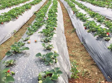 《农用薄膜管理办法》自2020年9月1日起施行