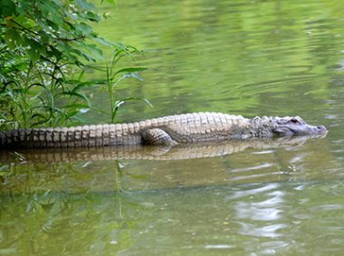 《水生野生动物及其制品价值评估办法》农业农村部令2019年 第5号