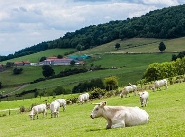 畜牧业“三品一标”提升行动实施方案（2022—2025年）