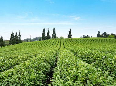 中药材种植肥料使用指导原则（T/GDATCM 0003－2021）