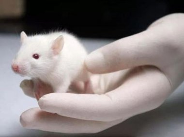 转基因动物安全评价管理办法