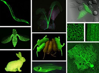 转基因微生物安全评价管理办法