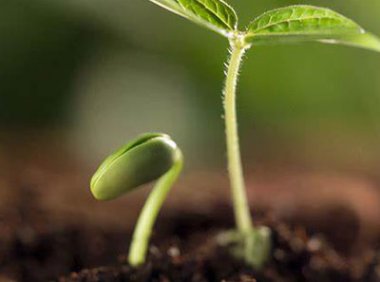 《进出口农作物种子（苗）管理暂行办法》2022年修订