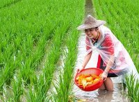 农业农村部关于推进稻渔综合种养产业高质量发展的指导意见(农渔发〔2022〕22号)