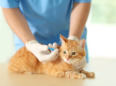 《关于在部分城市开展规范宠物诊疗秩序专项整治行动的通知》农办牧〔2022〕26号