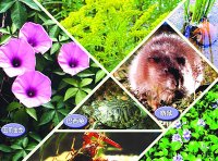 重点管理外来入侵物种名录（农业农村部公告第567号）