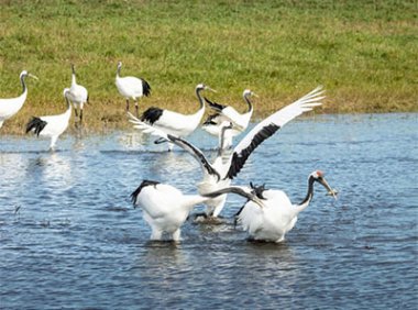 农业农村部关于加强水生生物资源养护的指导意见（农渔发〔2022〕23号）