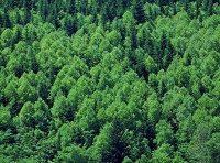 《“十四五”国家储备林建设实施方案》林工发〔2023〕17号