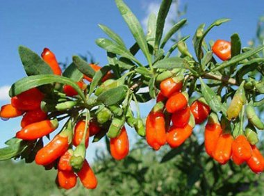 十一部门关于培育传统优势食品产区和地方特色食品产业的指导意见（工信部联消费〔2023〕31号）