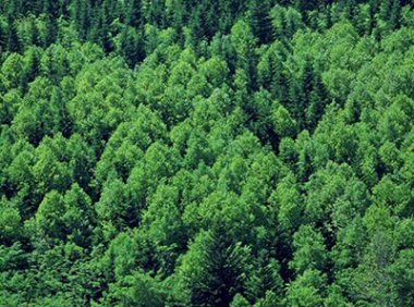 《“十四五”国家储备林建设实施方案》林工发〔2023〕17号