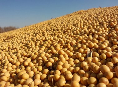 《饲用豆粕减量替代三年行动方案》农办牧〔2023〕9号