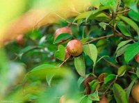 三部门联合印发《加快油茶产业发展三年行动方案(2023—2025年)》林改发〔2022〕130号