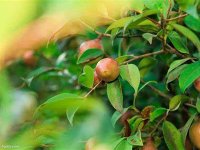 三部门联合印发《加快油茶产业发展三年行动方案(2023—2025年)》林改发〔2022〕130号