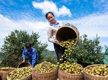 关于实施中央财政油茶产业发展奖补政策的通知（财办资环〔2023〕22号）