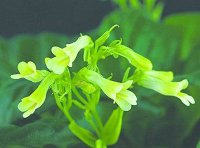 《农业植物新品种权授权办事指南》自2020年6月15日起实施