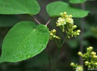 最高人民法院关于审理侵犯植物新品种权纠纷案件具体应用法律问题的若干规定