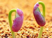 最高人民法院关于审理侵害植物新品种权纠纷案件具体应用法律问题的若干规定(二)