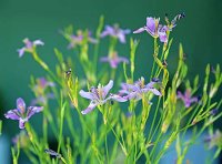 最高人民法院关于审理植物新品种纠纷案件若干问题的解释