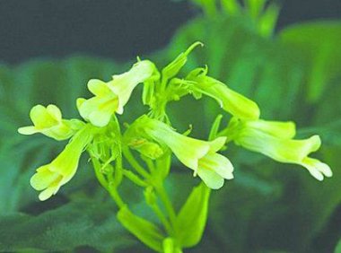 《农业植物新品种权授权办事指南》自2020年6月15日起实施