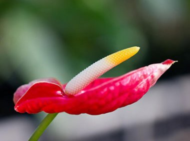 《林草植物新品种权申请审批规则》自2020年1月1日起实施