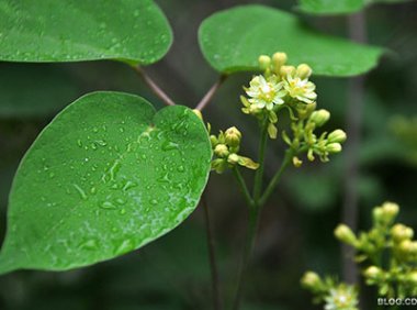 最高人民法院关于审理侵犯植物新品种权纠纷案件具体应用法律问题的若干规定