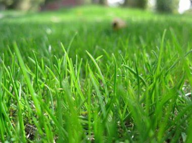 《草种管理办法》2015年修订版