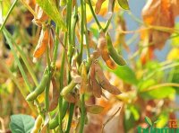 植物新品种 近似品种筛选指南(2023-02-22)