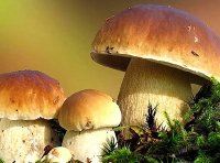 《绿色食品 食用菌》NYT 749—2023