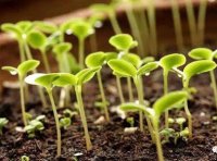 《非主要农作物品种登记办法》农业部令2017年第1号