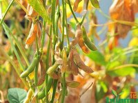 植物新品种 近似品种筛选指南(2023-02-22)