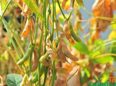 植物新品种 近似品种筛选指南(2023-02-22)